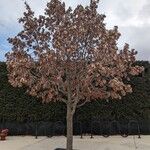 Quercus bicolor 整株植物