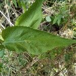 Campanula bononiensis Leht