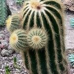 Parodia magnifica Ліст