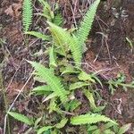 Blechnum polypodioides Агульны выгляд