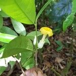 Tabernaemontana pauli Flor