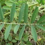 Tephrosia noctiflora Feuille