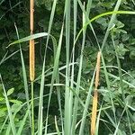 Typha angustifolia 果實