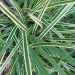 Carex morrowii Folla