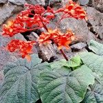 Clerodendrum speciosissimum Blatt