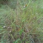 Sonchus maritimus Habitatea