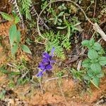 Burmannia disticha Flor