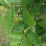 Lagerstroemia parviflora Fruit