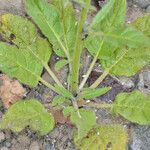 Nicotiana acuminata Hábito