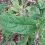 Nicotiana quadrivalvis Fulla