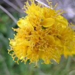 Jacobaea carniolica Flower