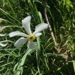 Narcissus elegans 花