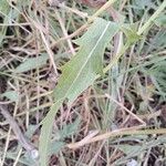 Carthamus caeruleus 葉
