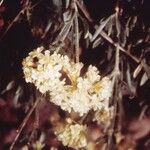Eriogonum sphaerocephalum Fleur