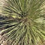 Yucca elata Blad