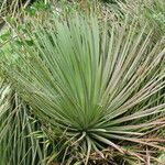 Agave stricta ശീലം