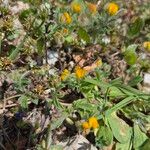 Anthyllis circinnata 花