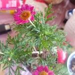 Argyranthemum frutescensКветка