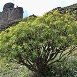 Euphorbia lamarckii Hábito