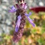 Coleus neochilusCvet