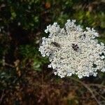 Daucus carota Květ