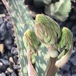 Aloe greatheadii Kvet