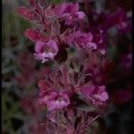 Penstemon monoensis Flower