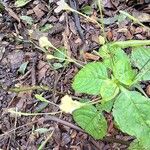 Impatiens parvifloraBloem