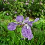 Iris tectorum 花