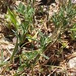 Spergularia rubra Hoja