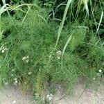 Pimpinella anisum List