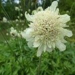 Cephalaria gigantea 花