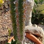 Pachycereus pecten-aboriginum Hoja