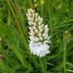 Orchis mascula x Orchis militaris Flower