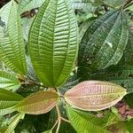 Miconia calvescens Leaf