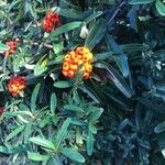 Pyracantha angustifolia Ffrwyth