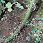 Acalypha indica Bark