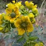 Ruta chalepensis Flor