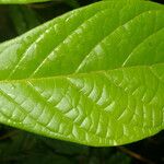 Dichapetalum axillare 葉