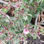 Frankenia ericifolia പുഷ്പം