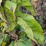 Verbascum speciosum Leaf