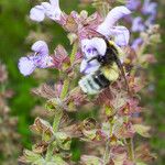 Salvia candelabrum Flor
