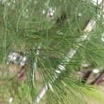 Casuarina equisetifolia برگ