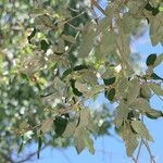 Croton gratissimus Blad