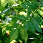 Fraxinus excelsior عادت داشتن