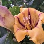 Solandra maxima Blüte