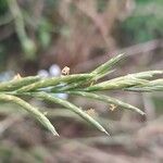 Brachypodium phoenicoides Blomst