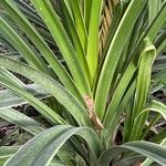 Pandanus dubius Blatt