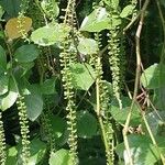 Itea ilicifolia Кветка