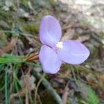Patersonia glabrata Flor
